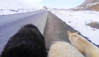 羊飼いになりたくて、中央アジアで羊と野宿旅を始めることにしたバカだけど【後編】