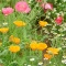 帰りは花見 お土産もあり