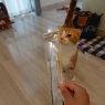 りょこ、キャットシッターをする
