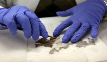 死海文書の修復・解読に成功。イスラエル