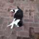 ムサビ猫コレ