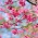 寒緋桜と青空