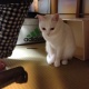 我が家の日課・・・白猫の獲物は虎・・・( ̄m ̄〃)