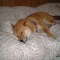 一 番 か わ い い 犬 は 柴 犬