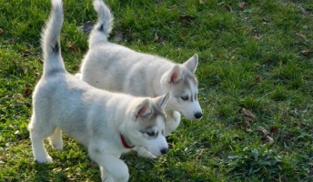 【戌】干支にちなんで犬の画像貼ってくワン