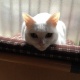 ゴロピーの散歩♪(ΘoΘ;)