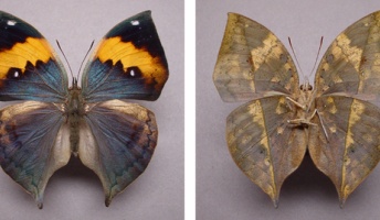 【進化生物学】コノハチョウ擬態の謎、解明か