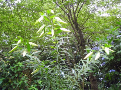 弘法山 ヤマユリ蕾