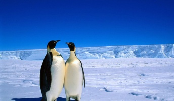 南極大陸の氷、「実は増加していた」 NASA