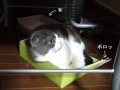 �ڥ��󡢲ڥ���