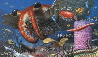 古生代カンブリア紀のワクワク感は異常!古代生物について語る