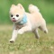 話題のぬいぐるみ犬「俊介くん」が飛行犬にチャレンジ!