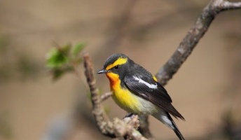 春になったから身近な鳥紹介していく!