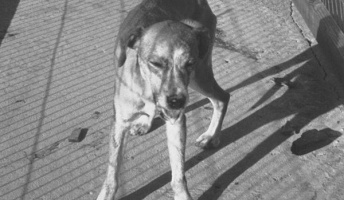【閲覧注意】狂犬病にかかった人の動画。その怖さがよく分かる衝撃映像