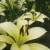 世羅高原のお花