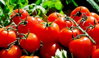 お前らにもおススメ!毎日トマト食べた結果体の調子が良くなった
