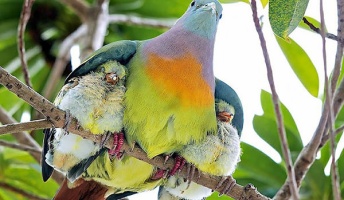 愛情たっぷり!個性を感じる鳥の子育ての瞬間が面白い「こんな場所でこんな風に」