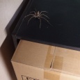 【画像】さっき部屋で見かけたタランチュラ 	