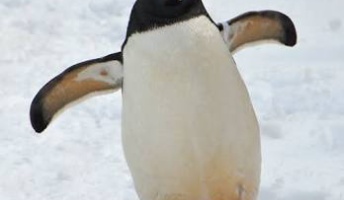 ペンギンかわいい 【朝から癒されるペンギン画像スレ】