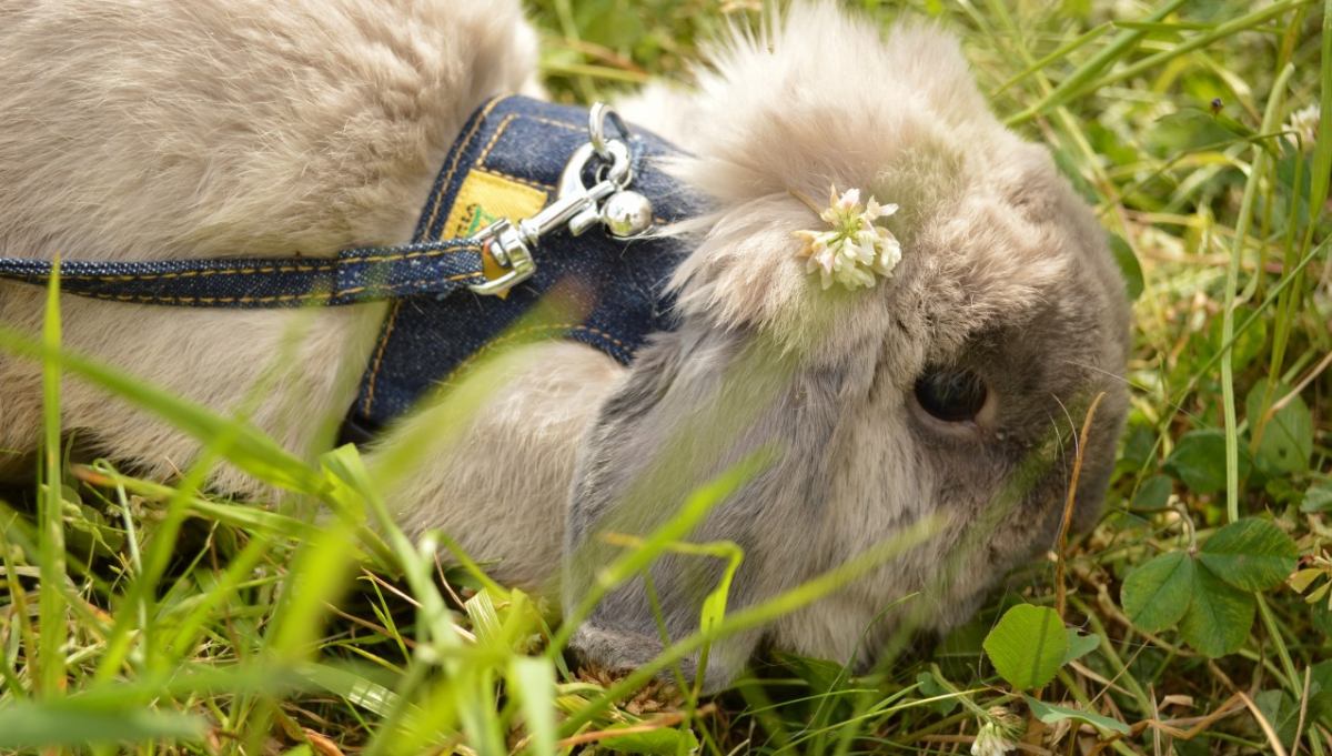 冥王星へ連れてって イメージ画像