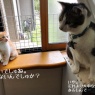 オトナ猫様の役割