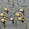 【動画】アイガモ米つくり始まる（北杜市小淵沢町）