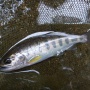 ★興津川　渓流釣果（5月９日）　鮎解禁前最後の釣行？★