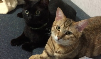 猫画像はるやで