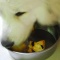 おめでとう~ヴォーちゃん