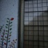 どんぐり