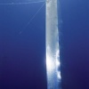【画像】海　の　生　物　ロ　マ　ン　あ　り　す　ぎ　ク　ソ　ワ　ロ　タ