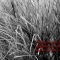 ���Ȥʤ���� [Day 355/365]