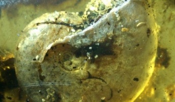 「あり得ないような組み合わせ」9900万年前のアンモナイト、琥珀に閉じ込められて発見、おそらく初