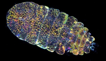 『こんなの見たことない!』完全に透明になって姿を消してしまう不思議な海の生き物とは