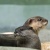 アクア・トトぎふ　上からコツメ