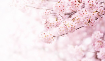 彡(゚)(゚)「この桜……ニセモノや!」