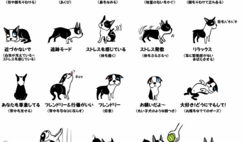 犬と猫の仕草から学ぶ、図解:犬のきもち・猫のきもち
