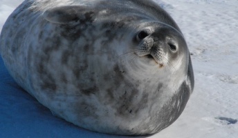 アザラシ「えっ?ワイの腹捌いて海鳥詰めて土に埋めるんですか?」