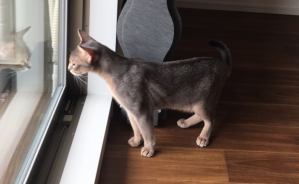 新居へ引っ越し 猫たちの反応は