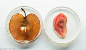 人間の細胞を移植してりんごから耳を作る科学者。これ食べらるのかな?