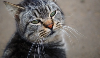 撮りたまった野良猫写真解放する!
