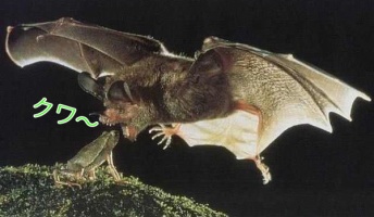 命の潤いと絶望の瞬間!野生動物の捕食のベストタイミングを捉えた32枚の画像