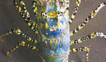【画像】中国でカラフルな巨大ロブスターが捕獲される