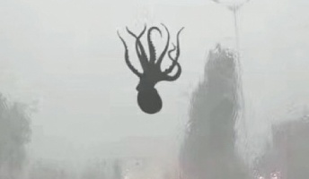 空からタコやエビが降ってくる…中国の豪雨が中国版ツイッターで話題