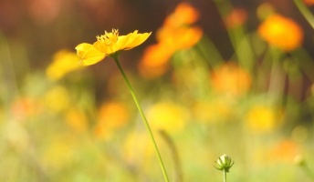 ( ・∀・)花の終わりのようです