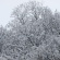 冬の愉しみ 尾白川渓谷の雪散策 その2