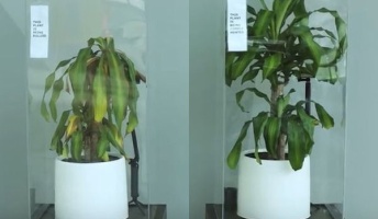 1カ月間褒め続けた植物と、いじめ続けた植物の差が歴然