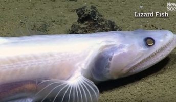 地球の神秘! 水深6キロの深海で未知なる生物が撮影される