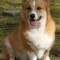 一 番 か わ い い 犬 は 柴 犬