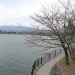 例年、河口湖では桜の見頃はいつですか?